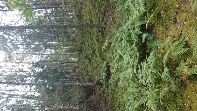 Kungsgropen.JPG